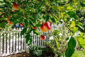 Apple tree.