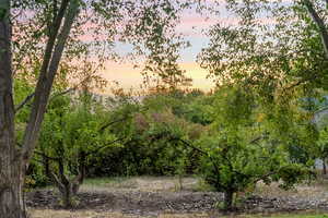 View of the fruit orchard at dusk