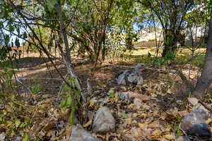 View of local wildlife, resident turkey on the east side of the driveway  :)