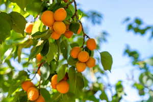 The apricots are ready to enjoy