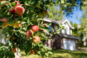 Step outside and enjoy an apple a day