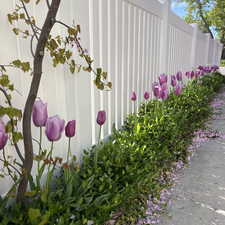 View of fence and garden in Spring