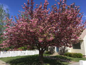 View of tree in full bloom in Spring