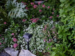 Yard in summer bloom