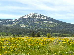 View of mountain background featuring a heavily wooded area