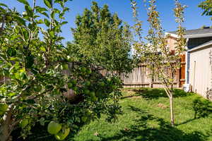 View of yard, fruit trees