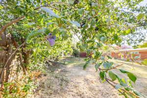 One of several fruit trees