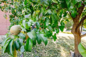 One of several fruit trees