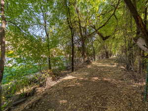 View of local wilderness