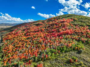 Fall Foliage