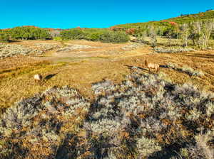 Neighborhood Elk