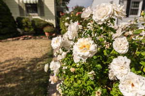 Beautiful Rose Bushes