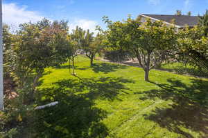 Fruit trees in backyard