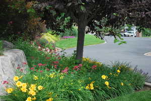 Manicured yard