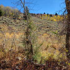 View of local wilderness