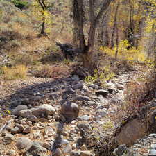 View of local wilderness