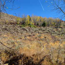 View of local wilderness