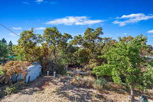 View toward over grown large back yard