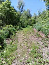 View of local wilderness