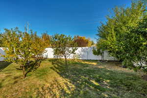 Orchard with apples, pears, and pluot trees