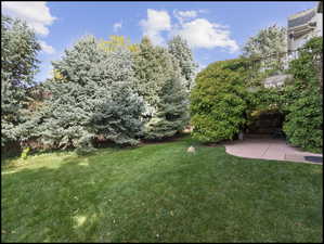 Backyard and blue spruce trees