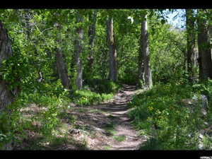 View of local wilderness