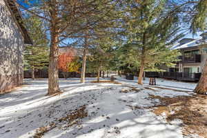 End unit looking onto pines