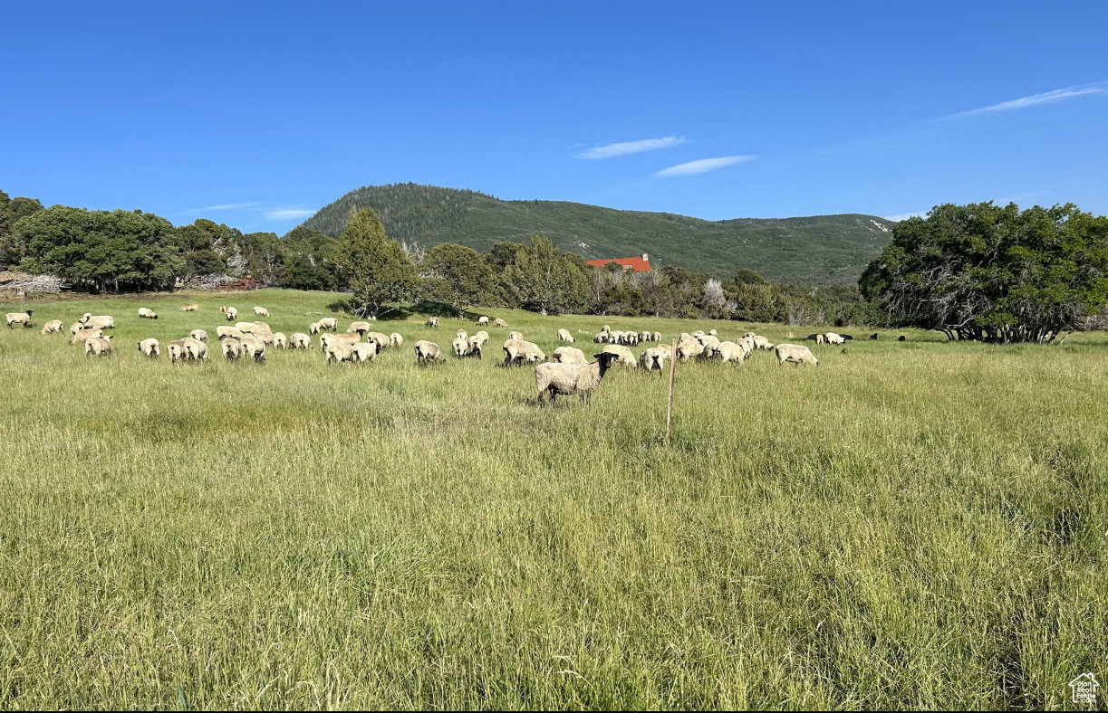 Gorgeous Grazing Acreage!