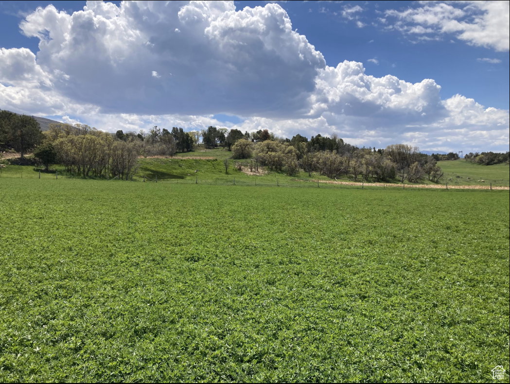 Farmer's Alfalfa Paradise!
