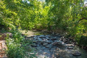 View of local wilderness