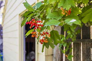 Backyard high-bush cranberries ripen in the autumn.