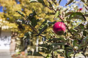 One of several fruit-bearing trees on the property