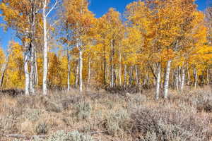 View of local wilderness