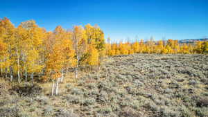 View of local wilderness