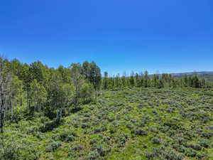 View of local wilderness