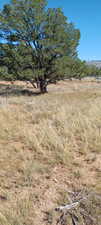 View of local wilderness featuring a rural view