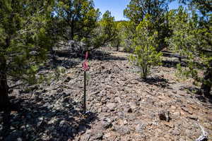 View of local wilderness