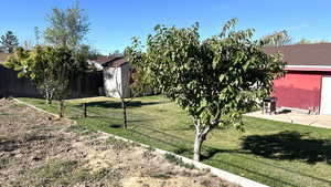 View of yard featuring a shed and a patio area and fruit trees