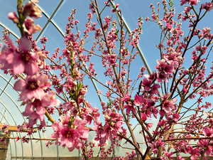 Peach trees in the greenhouses