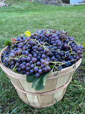 Freshly picked grapes