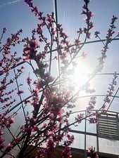 Peach trees in the greenhouses