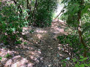 Forest behind the backyard. Hiking trails edible fruit