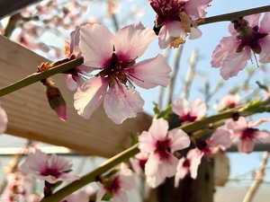 Peach trees in the greenhouses