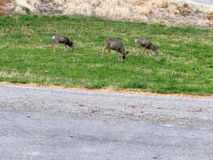 Wildlife near the property