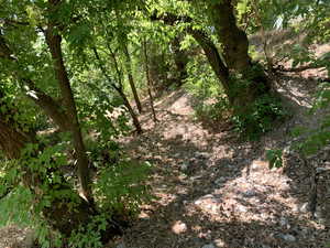 Forest behind the backyard. Hiking trails edible fruit