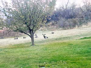 Wildlife viewed from the front room window