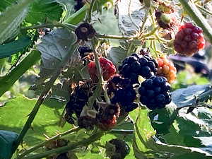 Lots of raspberries and blackberries