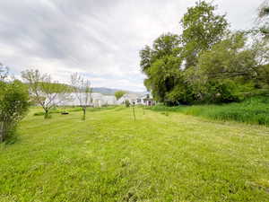 Side yard. Lots of fruit trees and shade trees. View of greenhouses