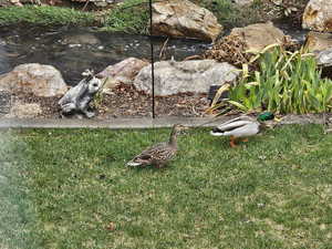 Wildlife visiting the creek