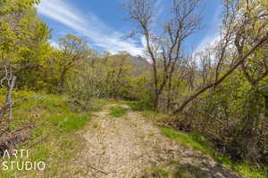 View of local wilderness